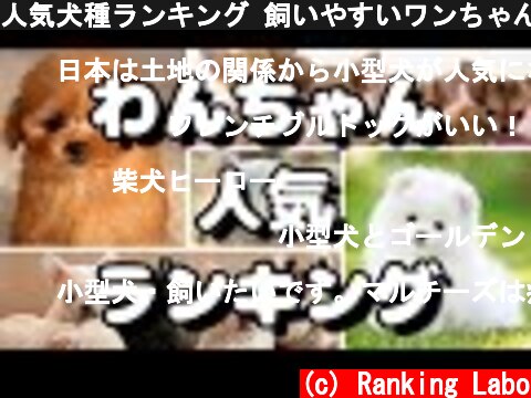 人気犬種ランキング 飼いやすいワンちゃんは？  (c) Ranking Labo